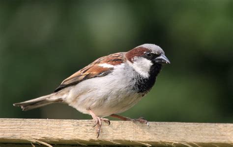 Ireland's Top 20 + Garden Birds - Irish Garden Birds