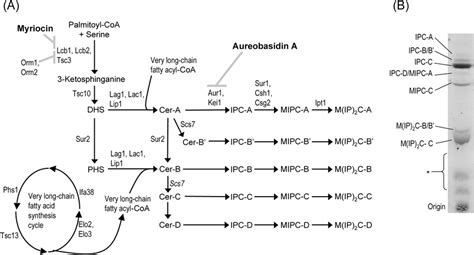 Biosynthesis pathway for complex sphingolipids in S. cerevisiae. (A)... | Download Scientific ...