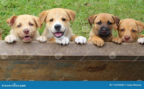 Four Cute New Guinea Singing Dog Mix Puppies Stock Image - Image of ...