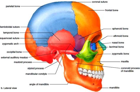 Axial Skeleton. Skull. Bones of the Cranium. Bones of the Face. Hyoid Bone