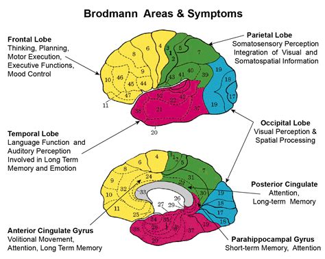 Brain Performance Index – Applied Neuroscience, Inc.