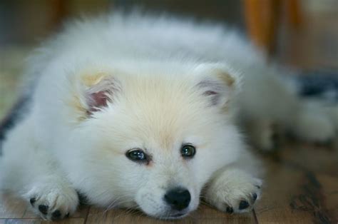 30+ Best Samoyed Breeders: Where To Find Sammies