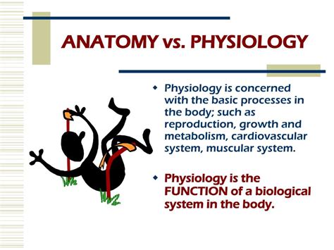 PPT - PSE 4U UNIT 1: ANATOMY and PHYSIOLOGY PowerPoint Presentation, free download - ID:5649391