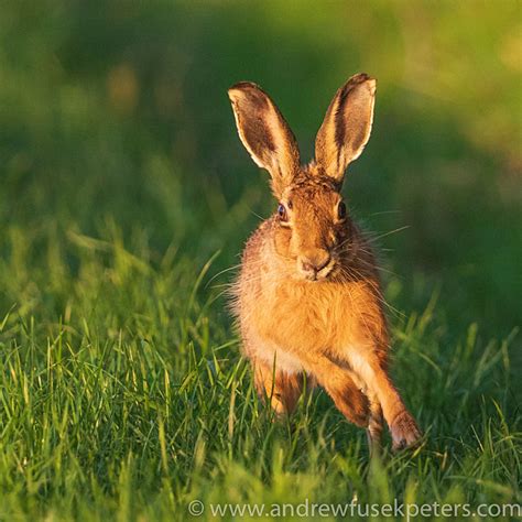 hare running at sunset