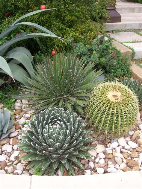 Outdoor Cactus Garden Ideas For The Best Looking Landscape