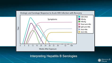 Interpreting Hepatitis B Serologies - YouTube