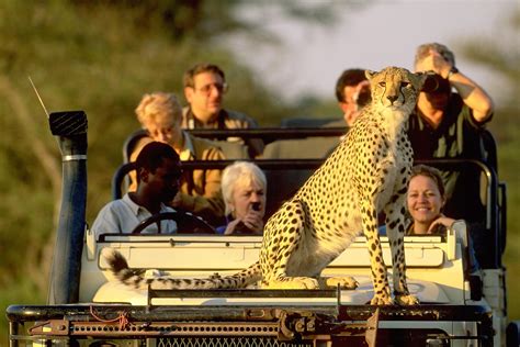 Best countries for an African safari | African safari, Safari tour, Safari