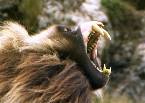 Fearsome Teeth of the Gelada Baboon | The Kid Should See This