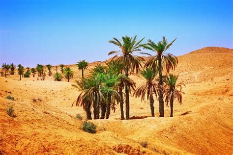 The desert - Tunisia