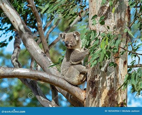 A Female Australian Koala with a Joey in Her Pouch Stock Photo - Image of asocial, native: 182543954