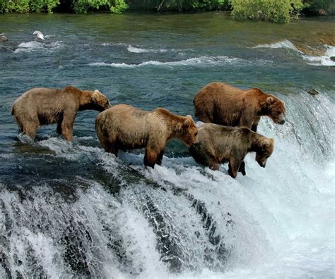 Six Alaskan Animals You Never Thought You’d See