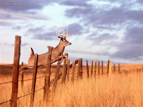 Whitetail Deer Screensavers and Wallpaper - WallpaperSafari