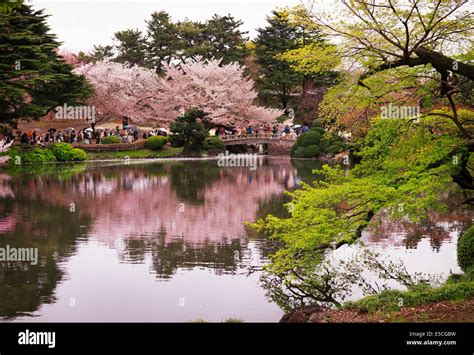 Cherry blossom reflecting in a lake at Shinjuku Gyoen National Garden in Tokyo Japan Stock Photo ...