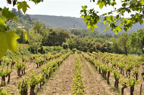 Our House in Provence: More Scenes of Russell Crowe's "A Good Year" Movie