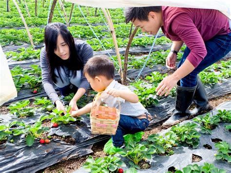 Strawberry Picking in Baguio | Sheena Loves Sunsets