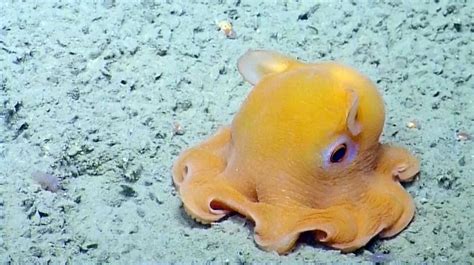 Mission Blue on Instagram: “Dumbo octopus, Grimpoteuthis spp. are a group of about 17 species ...