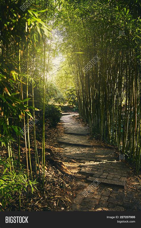 Tunnel Green Bamboo Image & Photo (Free Trial) | Bigstock