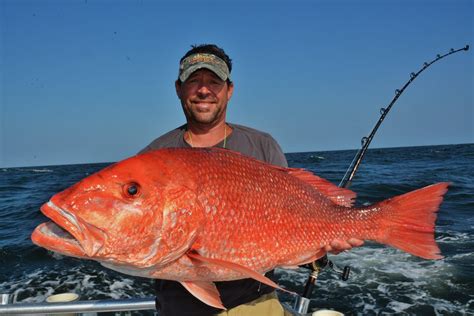 Red Snapper Suppliers, Buy Whole Red Snapper, Red Snapper Size, Red ...