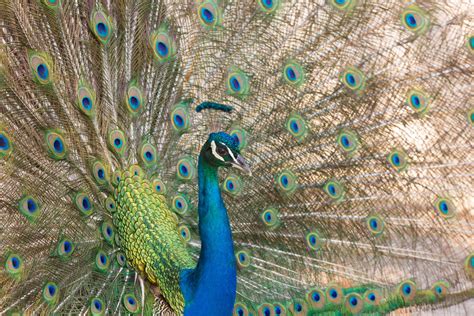 Peacock Detail Free Stock Photo - Public Domain Pictures