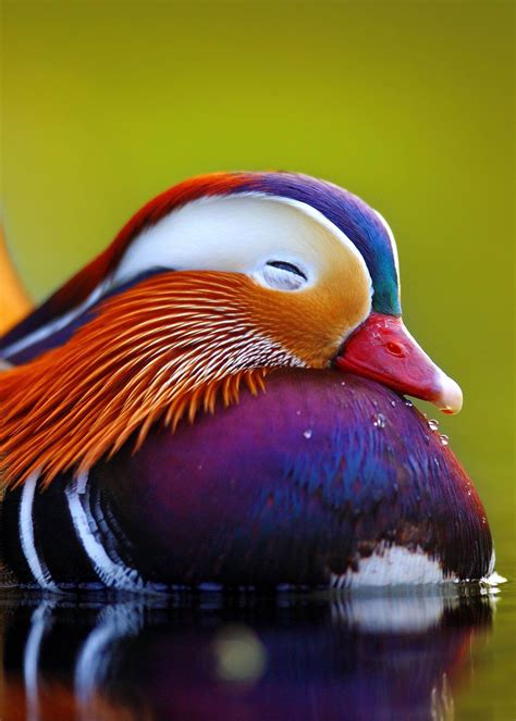 26 of the Most Colorful Birds on the Planet (And Where to Find Them) | Pato mandarim, Pássaros ...