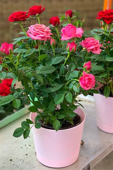 How to Grow Roses in Containers | Gardener’s Path