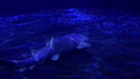 Jenks Aquarium Tulsa SHARKS - YouTube