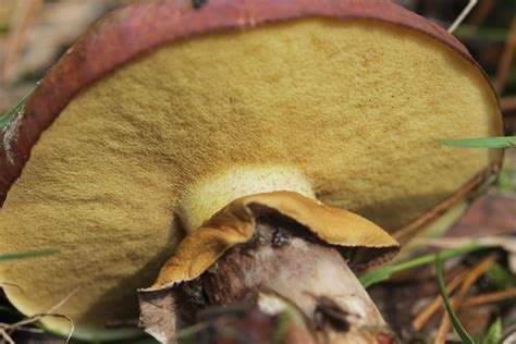 Suillus luteus: The Ultimate Mushroom Guide