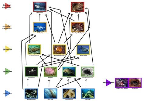 Biotic Factors - Great Barrier Reef