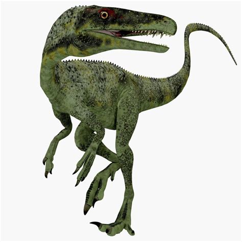 Juravenator dinosaur. Juravenator was a small carnivorous theropod that lived in Germany during ...