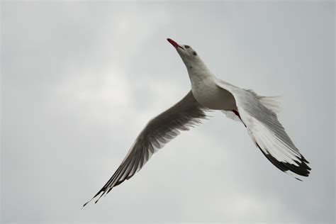 Brown-headed gull (Chroicocephalus brunnicephalus)