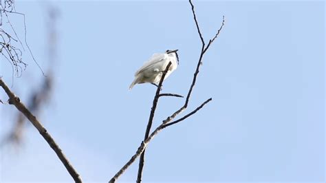 Listen to the Shrill Sounds of the World's Loudest Bird - YouTube