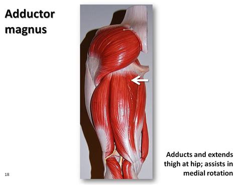 Adductor magnus - Muscles of the Lower Extremity Anatomy V… | Flickr