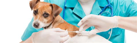 24Petwatch: Debunking pet microchip myths