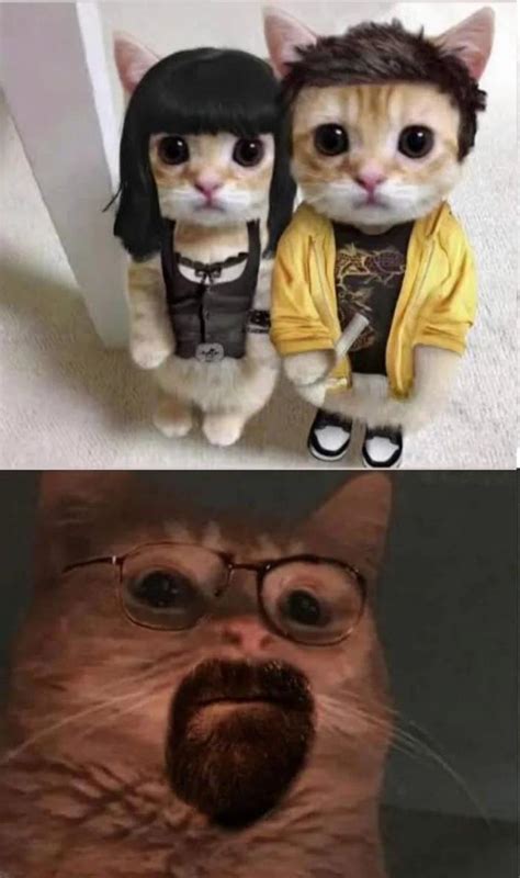 Breaking bad cats Pathetic : r/breakingbadmemes