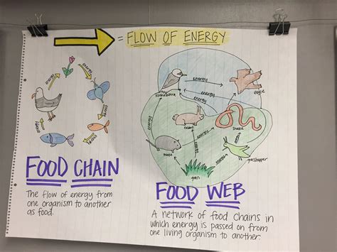 Food Chain Anchor Chart | Science anchor charts, 5th grade science, Teaching science