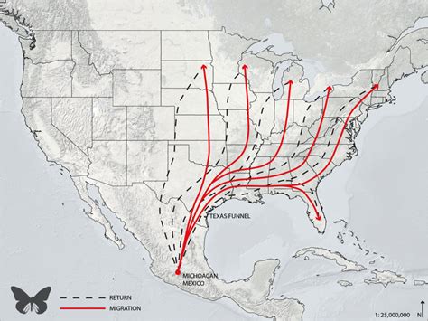 Illegal Logging “Stopped,” but Climate Change, Aerial Insecticides ...