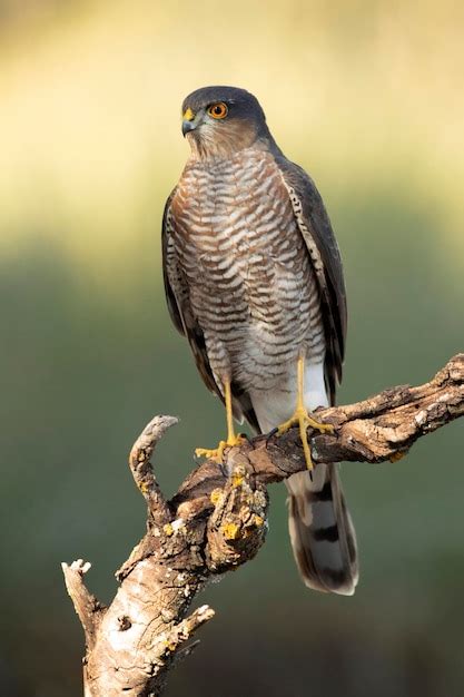 Premium Photo | Adult male eurasian sparrowhawk on its hunting perch in the first morning lights