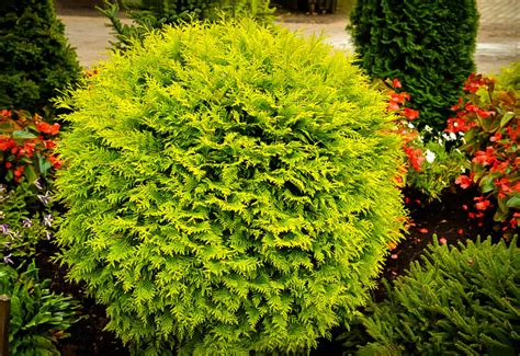 Golden Globe Arborvitae | The Tree Center™