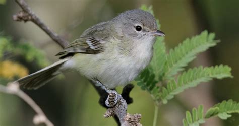 Bell's Vireo Identification, All About Birds, Cornell Lab of Ornithology