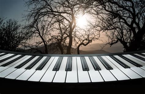 770+ Piano Forest Stock Photos, Pictures & Royalty-Free Images - iStock