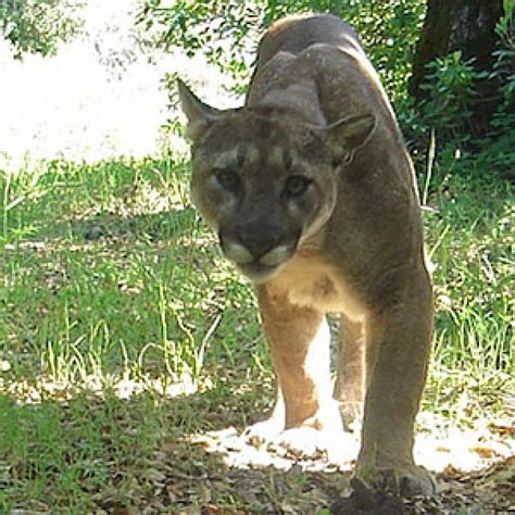 Mountain Lion Conservation Research | Midpeninsula Regional Open Space District