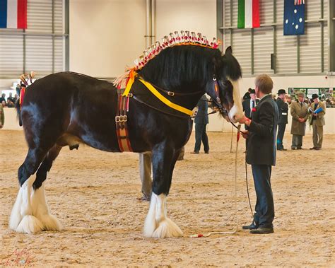 Shire Horse Spring Show 2011-38 | Flickr - Photo Sharing!