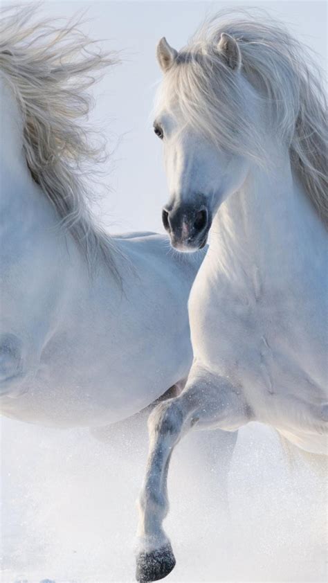 Two beautiful white horses running in the snow Wallpaper Download 1242x2208