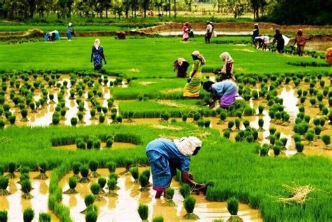 Paddy cultivation at Kumbalangi Integrated Tourism Village, Kerala | Rural life, Kerala, Agriculture