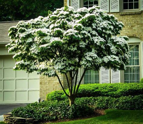 Kousa Dogwood: This white flowering dogwood blooms later than other varieties, giving you ...