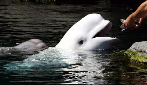 Vancouver Aquarium Beluga Whales 6 Vancouver Aquarium, Beluga Whale, Whales, Animals, Animales ...