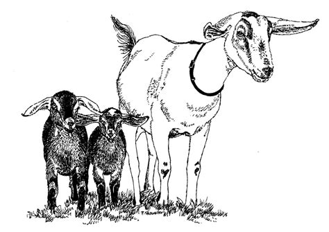 Nubian Goat Drawing at GetDrawings | Free download