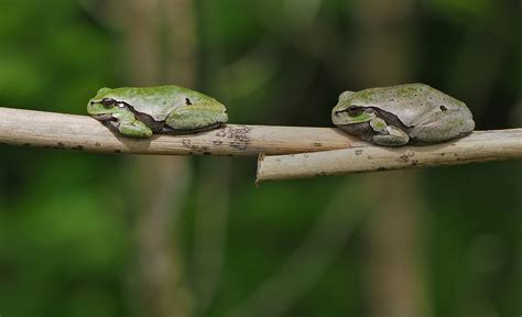 Eastern European Tree Frog | BirdForum