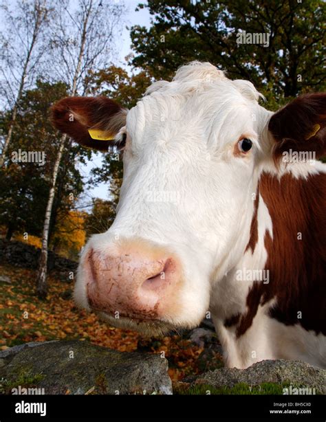 Cow face close up hi-res stock photography and images - Alamy