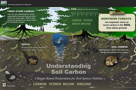 Six feet under: Deep soil can hold much of the Earth’s carbon – WSU Insider